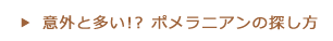 意外と多いポメラニアンの探し方