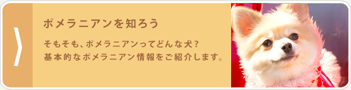 ポメラニアンを知ろう