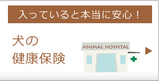 ポメラニアンの健康保険
