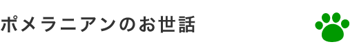 ポメラニアンのお世話