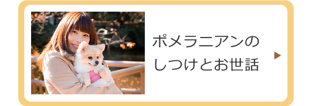 ポメラニアンのお世話