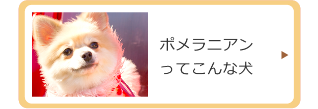 ポメラニアンを知ろう
